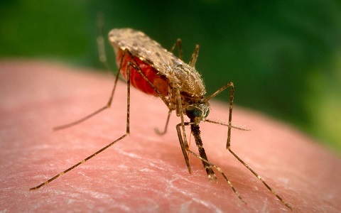 la causa de por qué los mosquitos pican más a unas personas que a otras